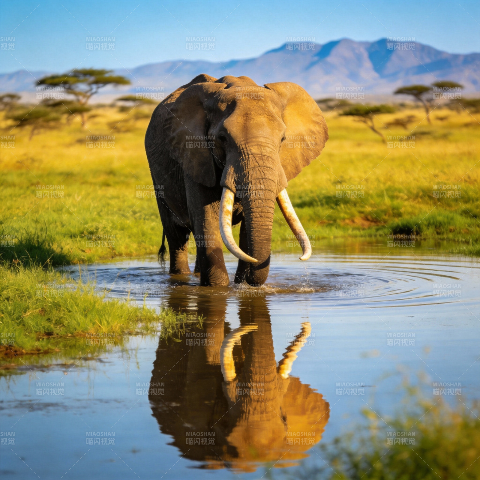 大象饮水倒影图片