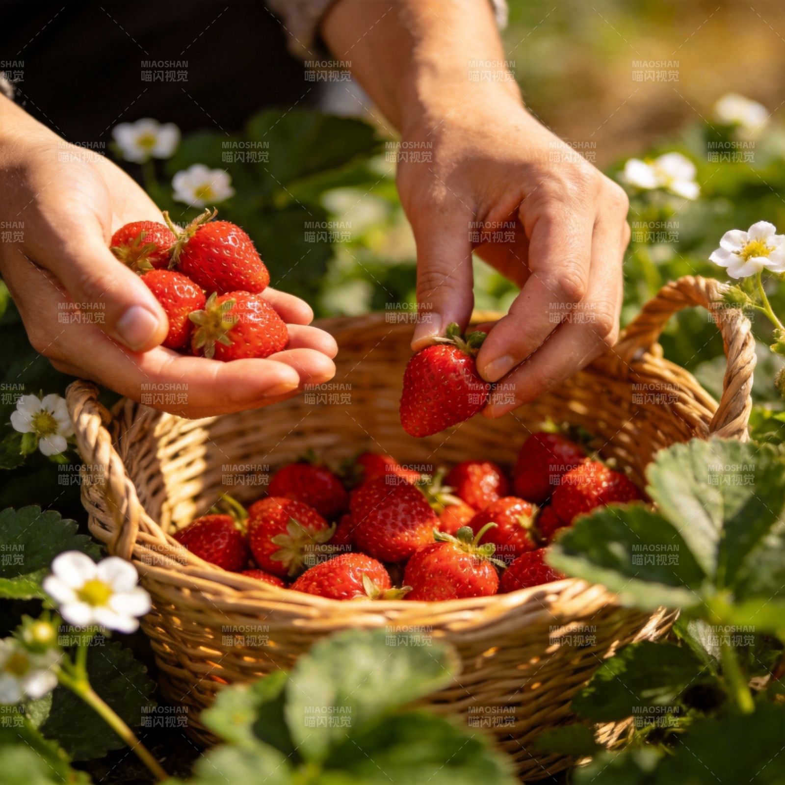 采摘新鲜草莓图片