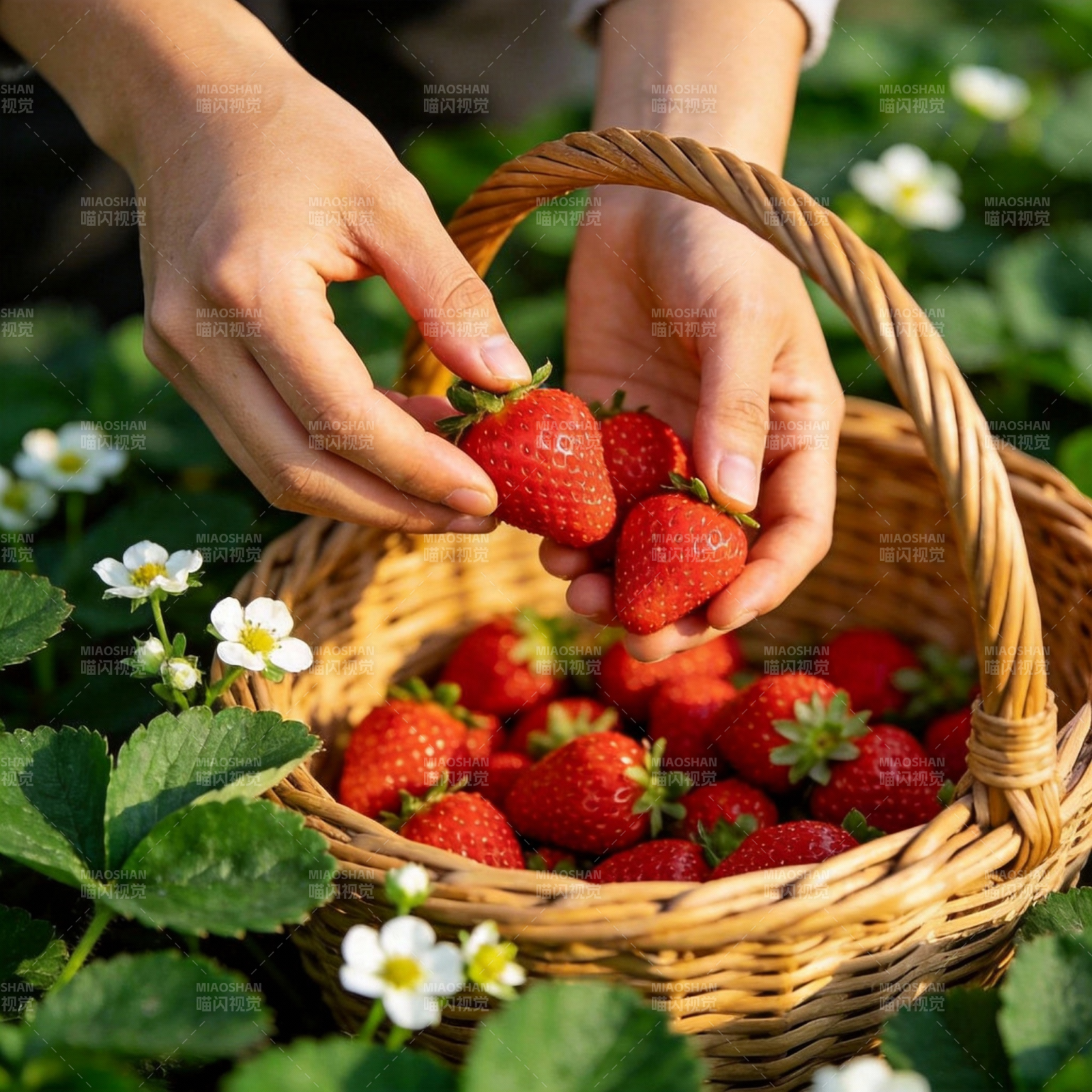 采摘新鲜草莓图片