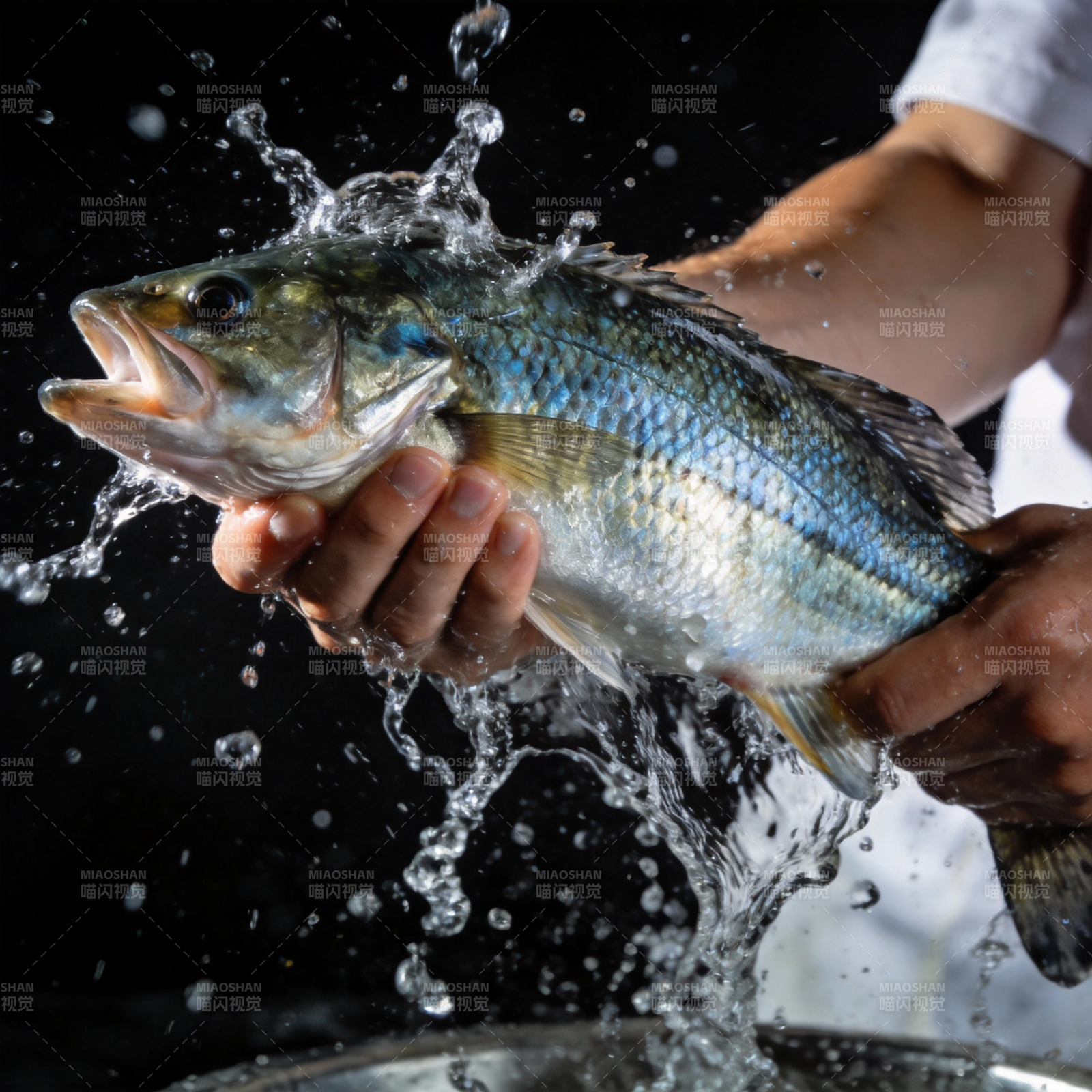 鲜活鲈鱼出水瞬间图片