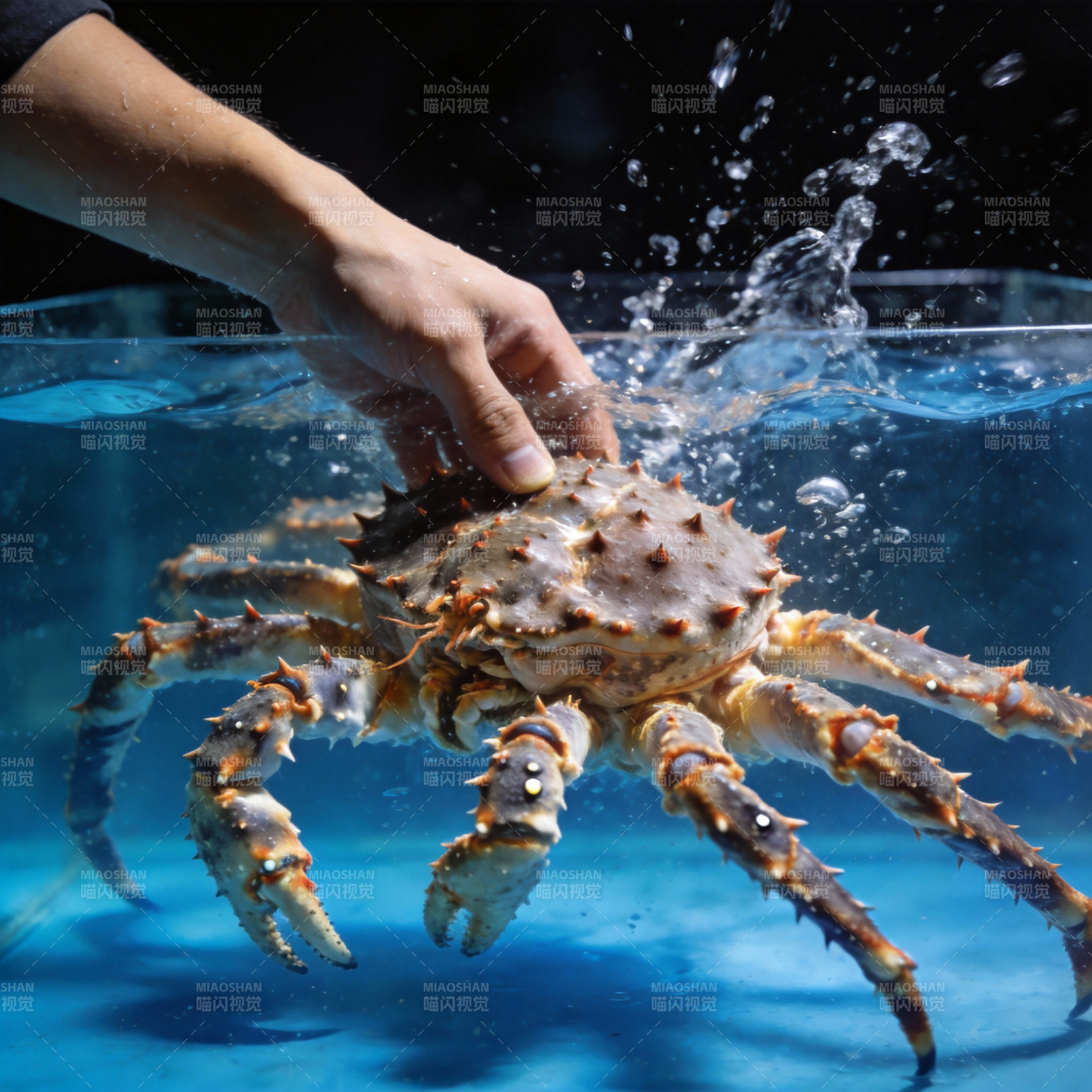 手抓帝王蟹图片