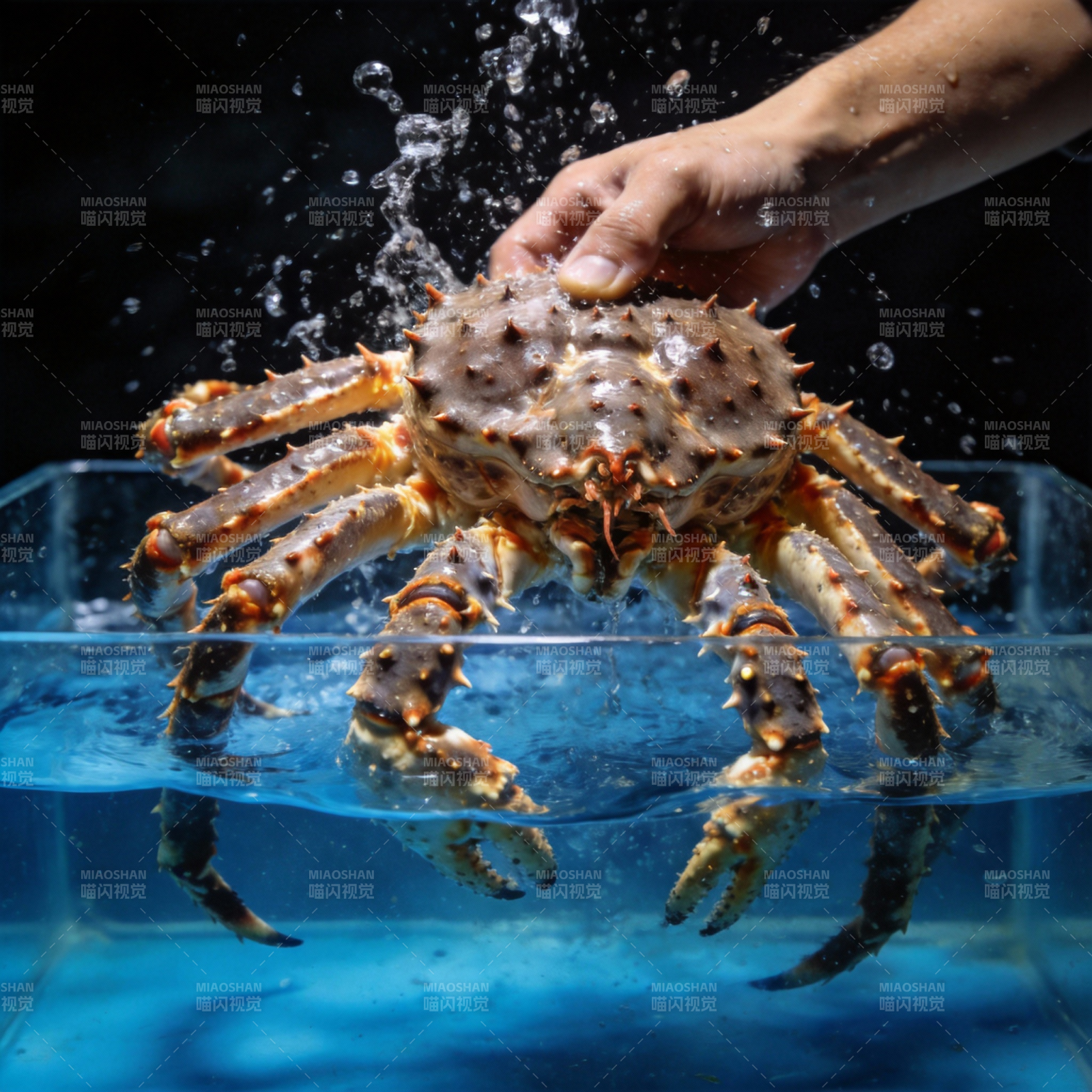 帝王蟹跃出水面图片