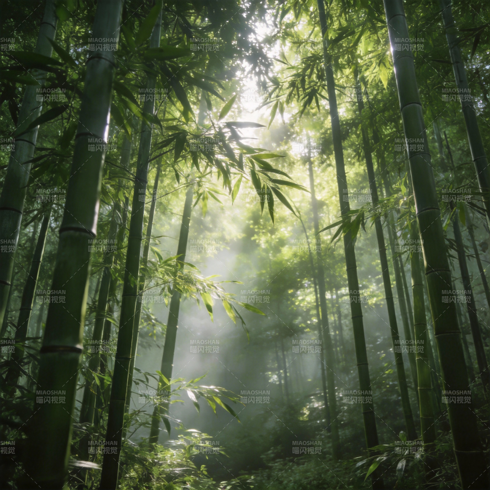 竹林晨雾图片