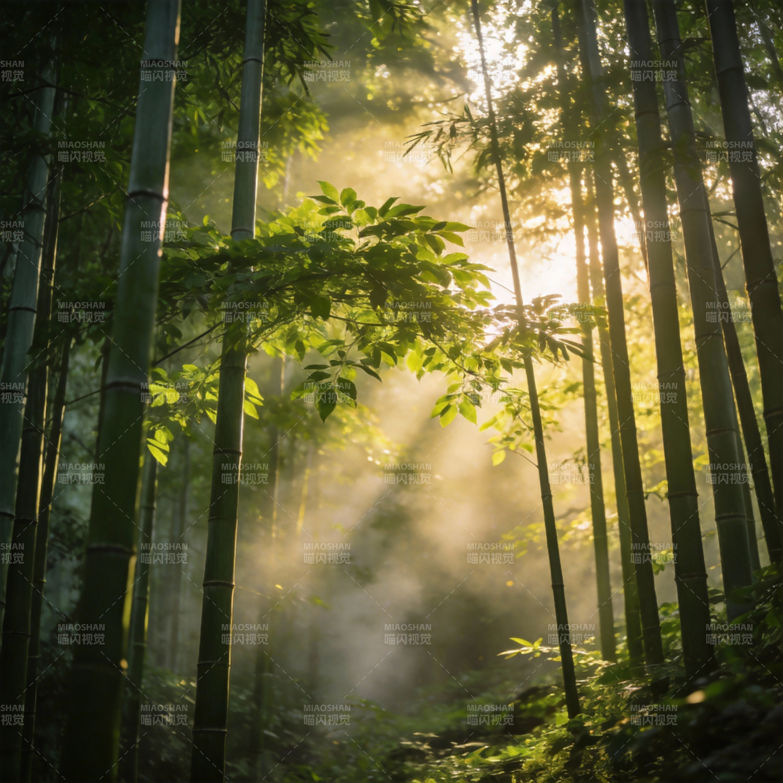 竹林晨光图片