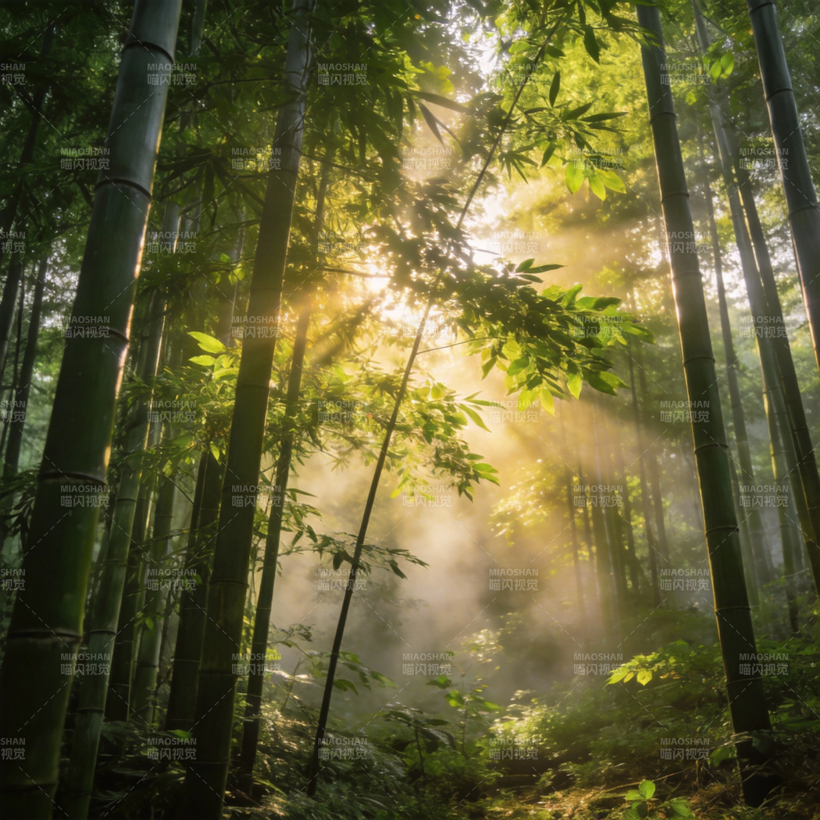 竹林晨光图片