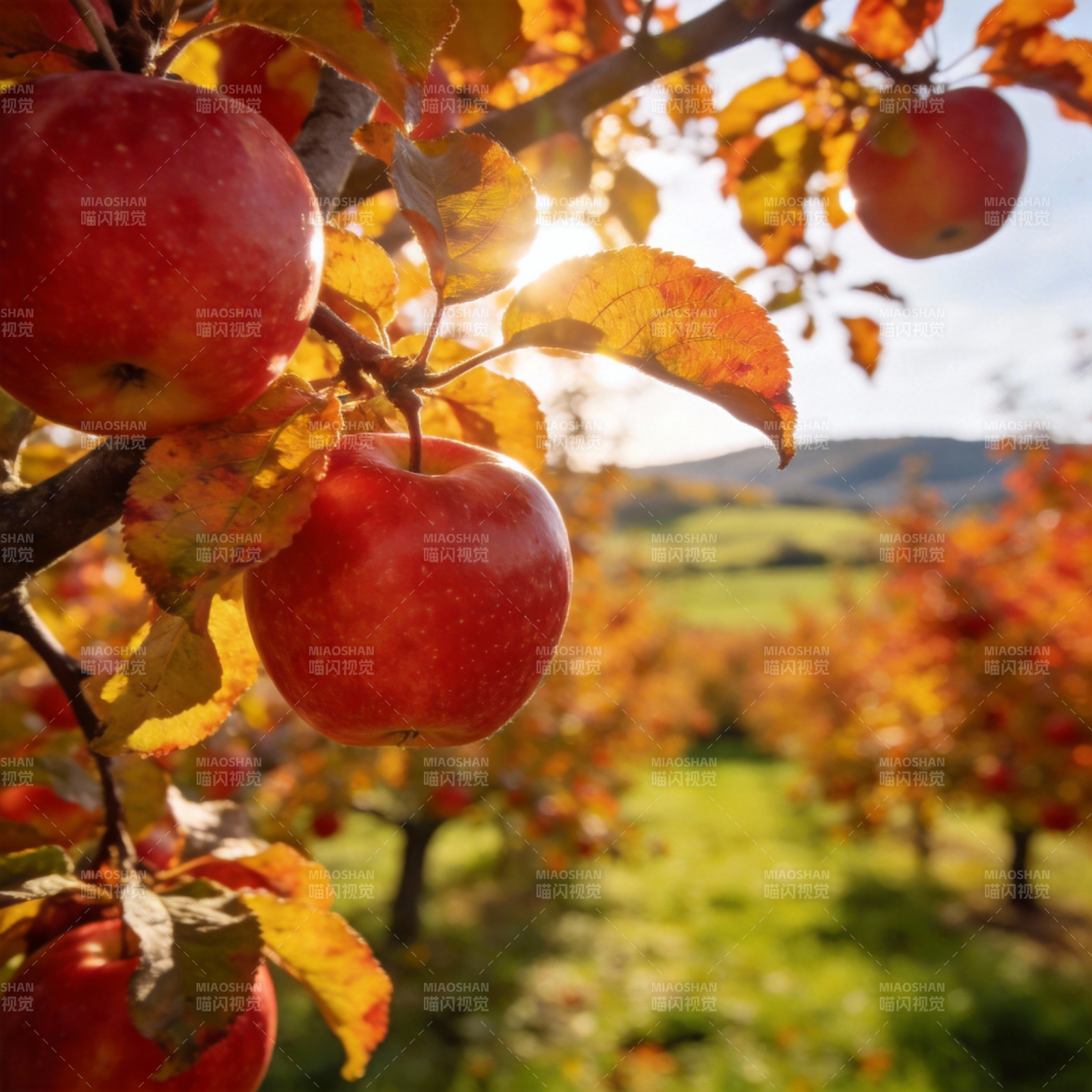 秋日果园硕果累累图片