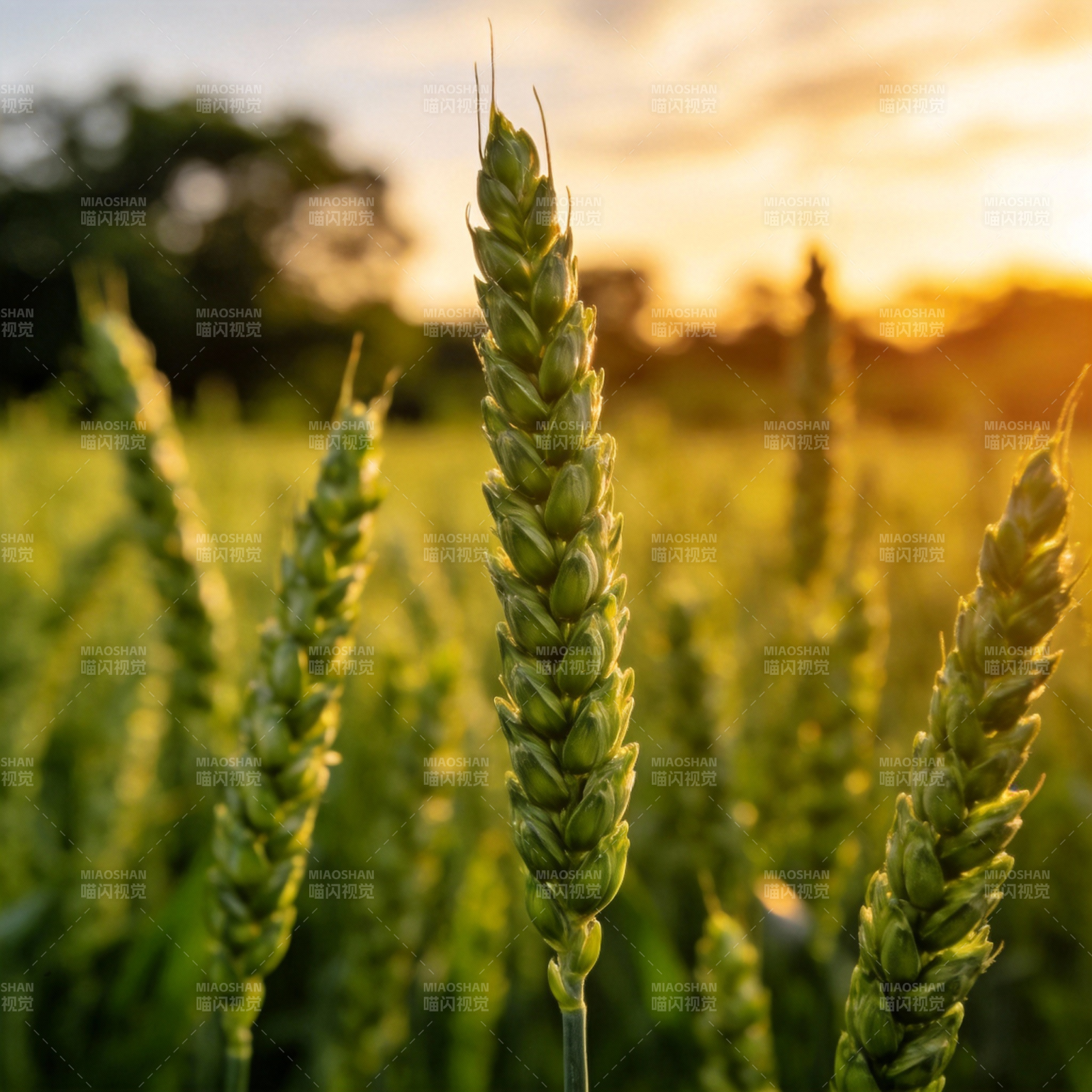 麦穗夕阳图片