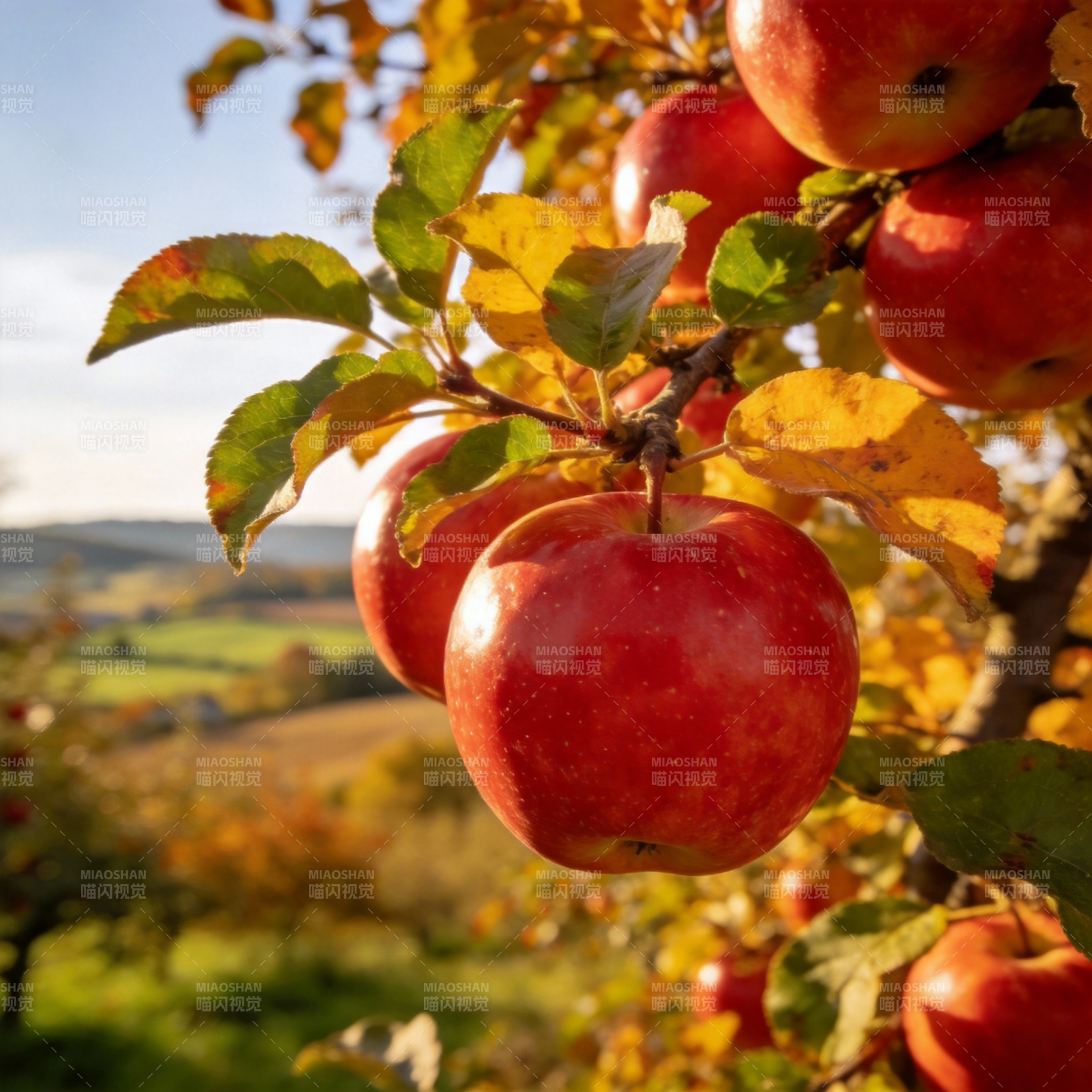秋日苹果挂枝头图片
