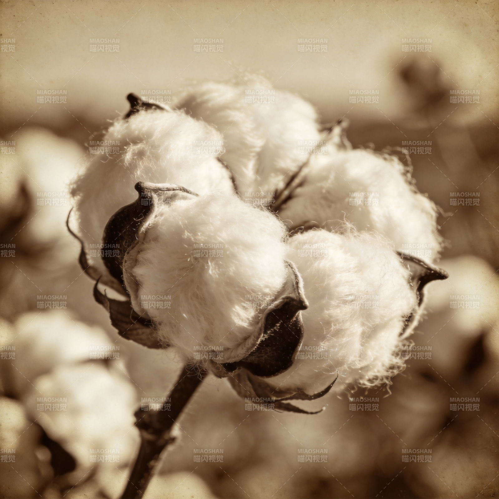 棉絮绽放图片