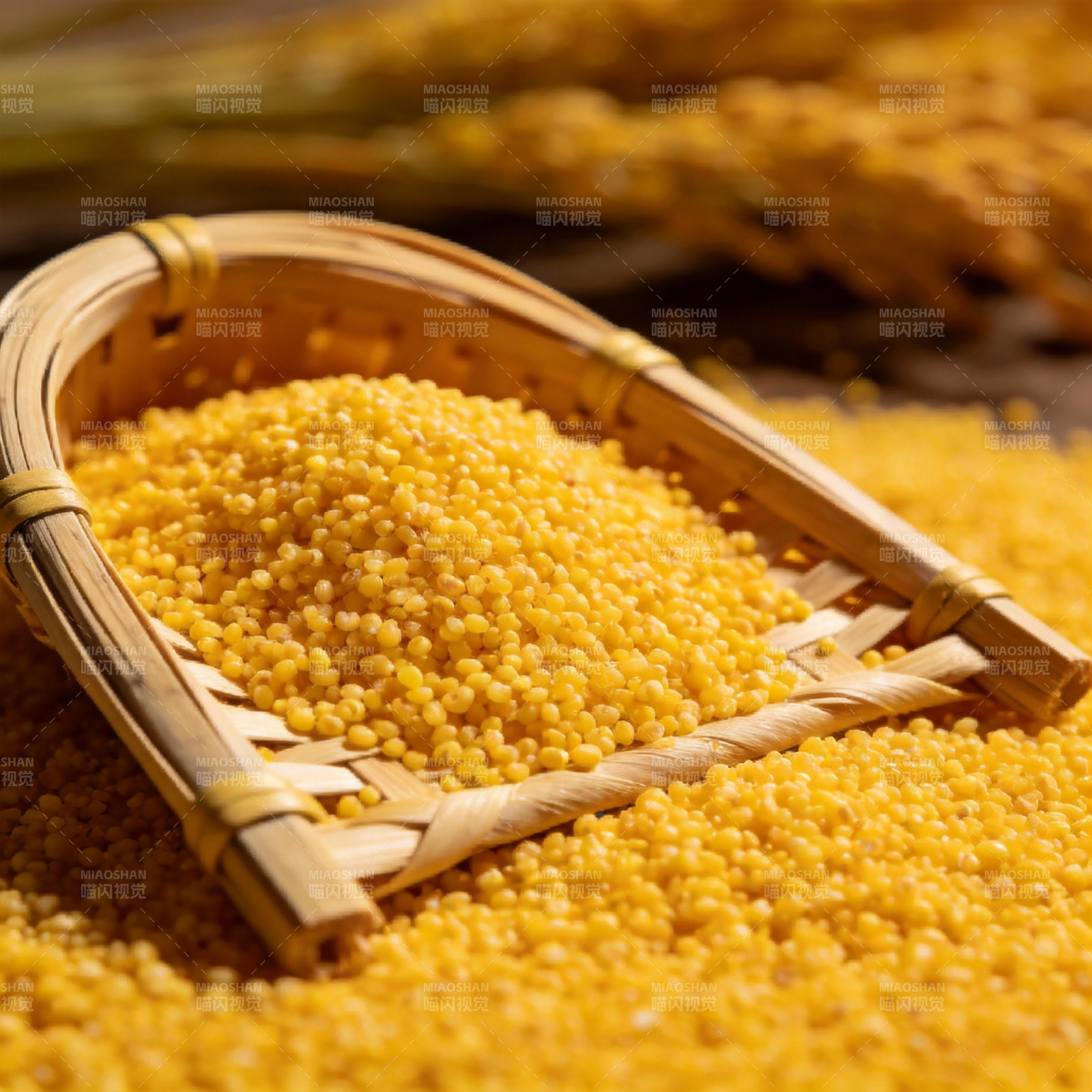 金黄小米满篮香图片
