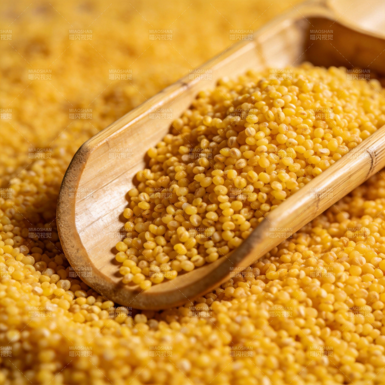 金黄小米粒图片