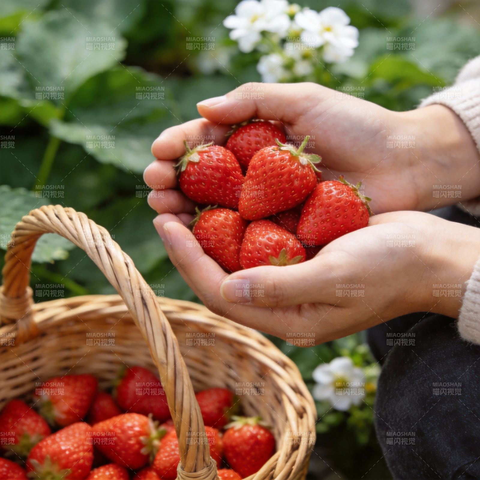 手捧鲜红草莓图片