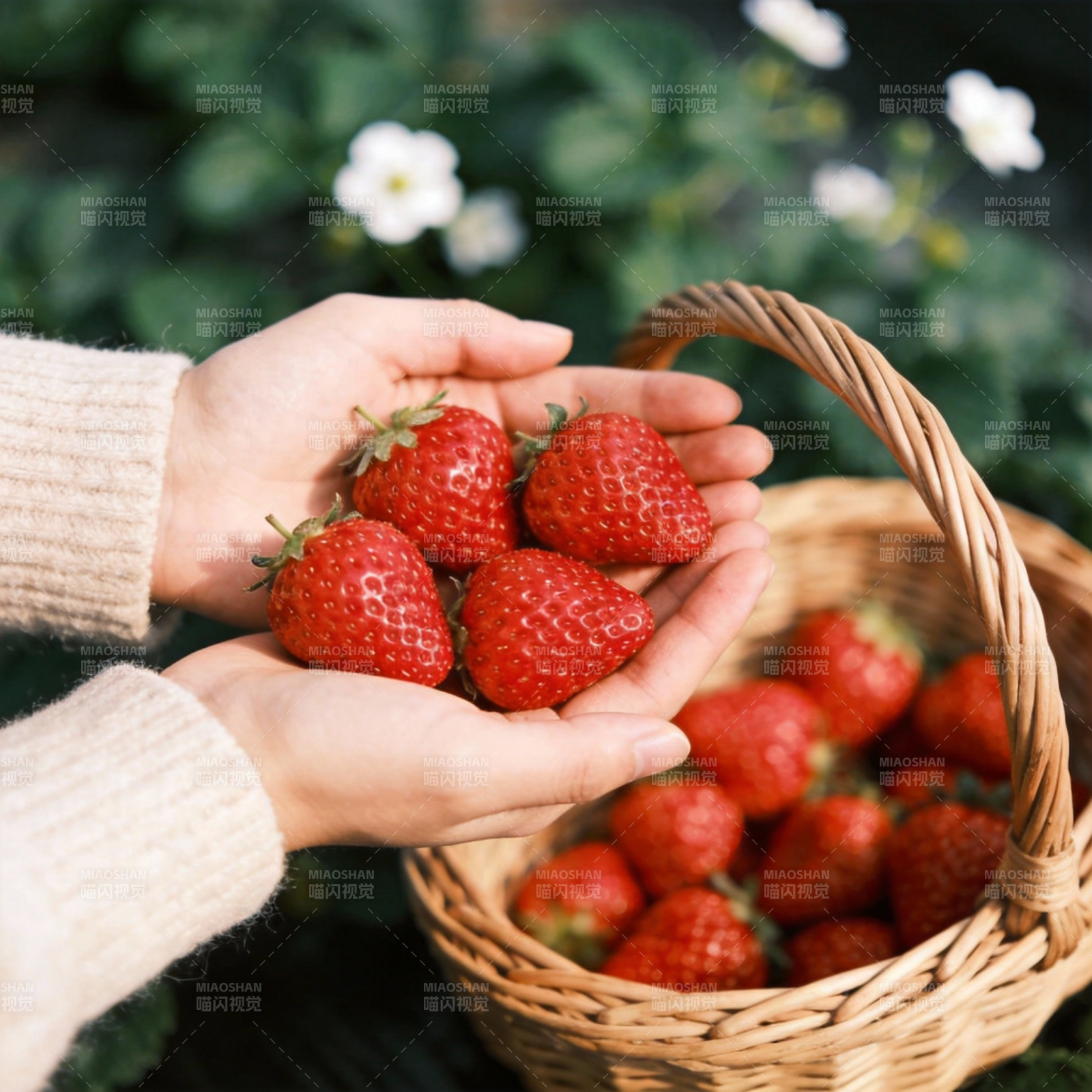 手捧鲜红草莓图片