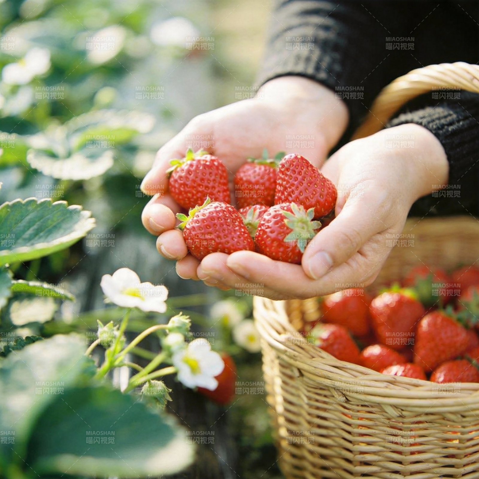 手捧鲜红草莓图片