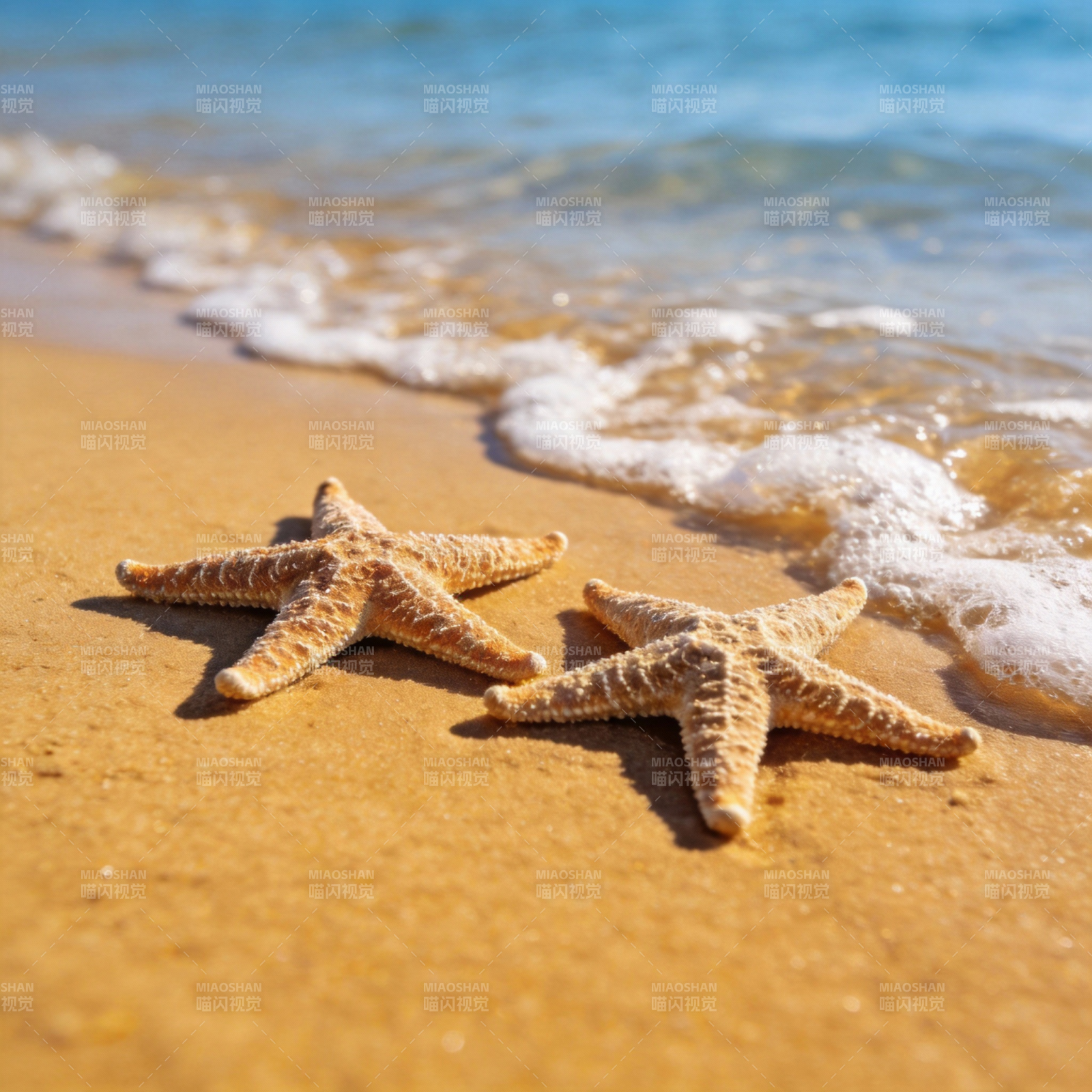沙滩上的海星图片