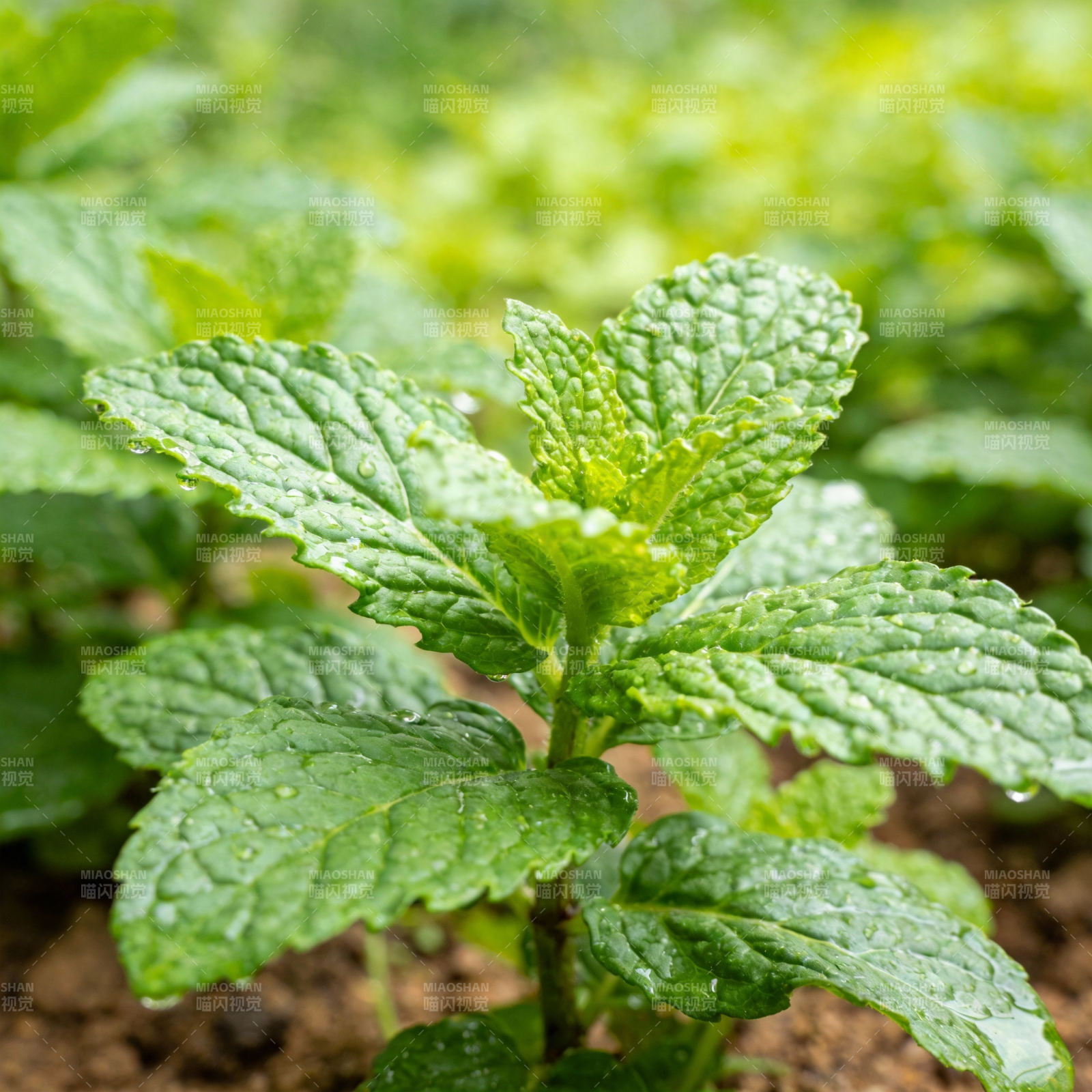 清新薄荷叶图片