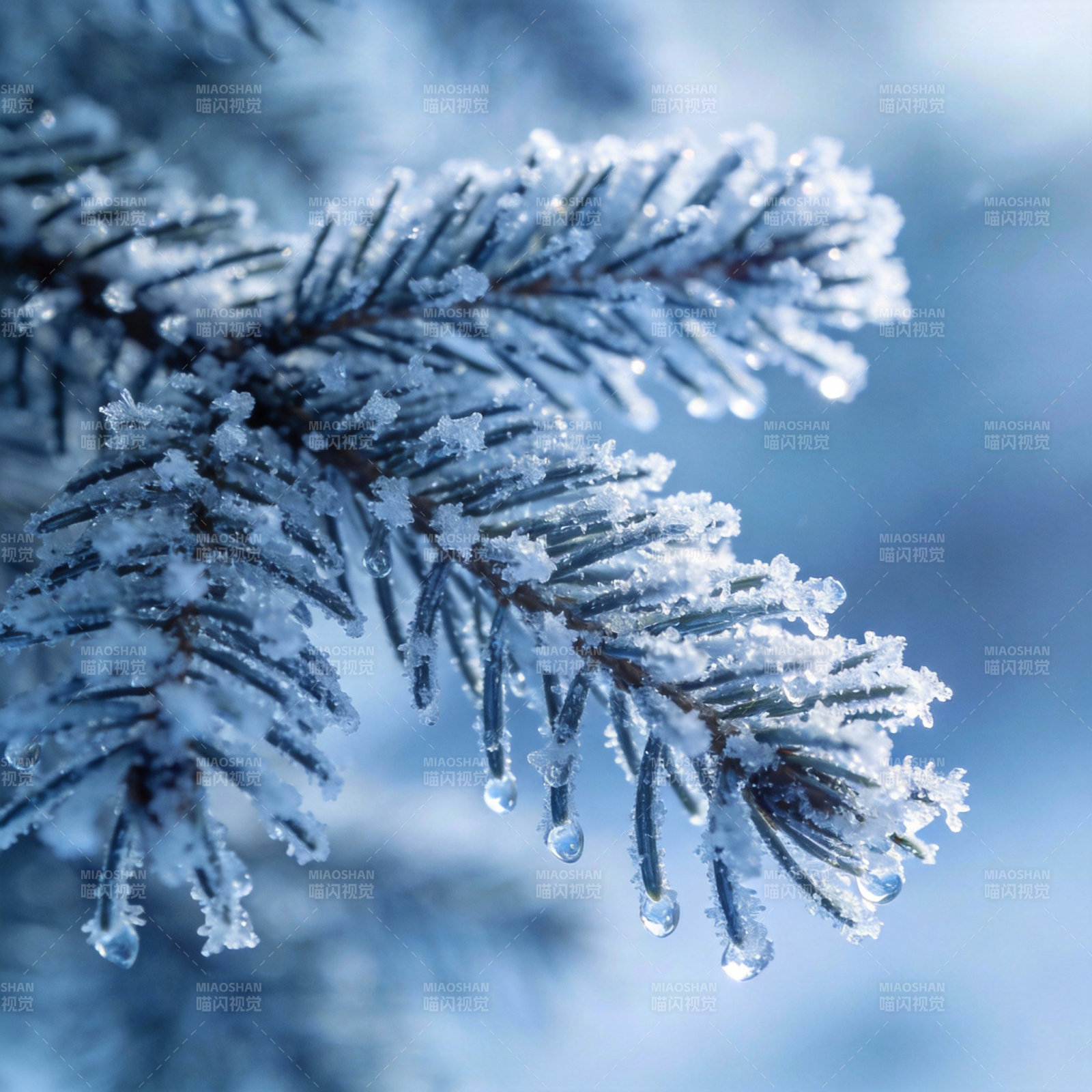 雪覆松枝晶莹剔透图片