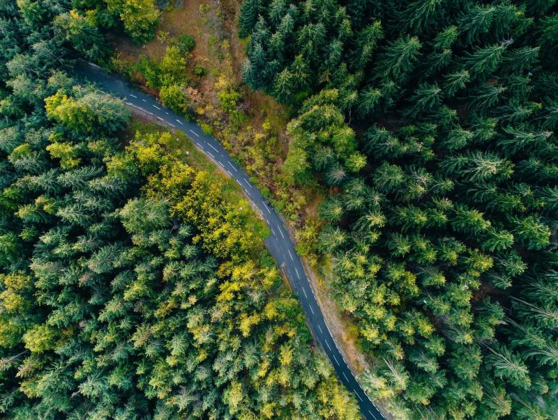 森林中的蜿蜒小路图片