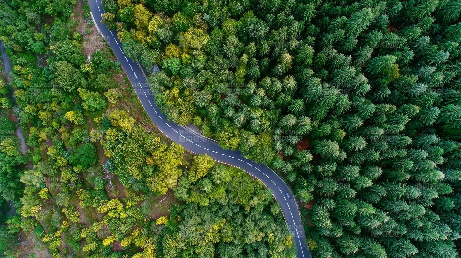 森林蜿蜒路图片