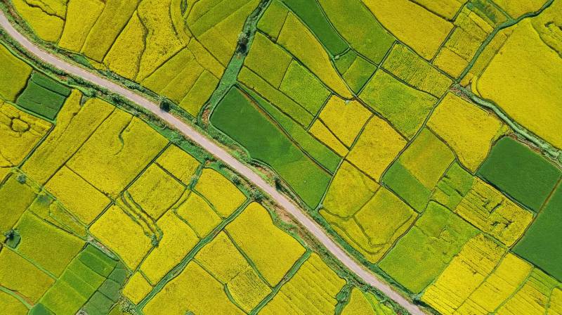 田野纵横 金绿交织图片