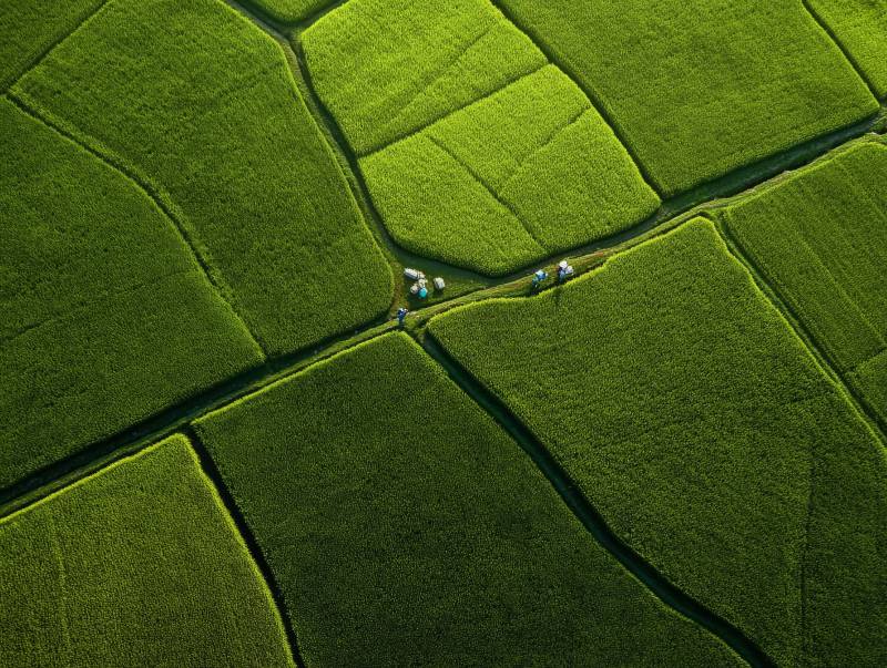 绿野田畴交汇处图片
