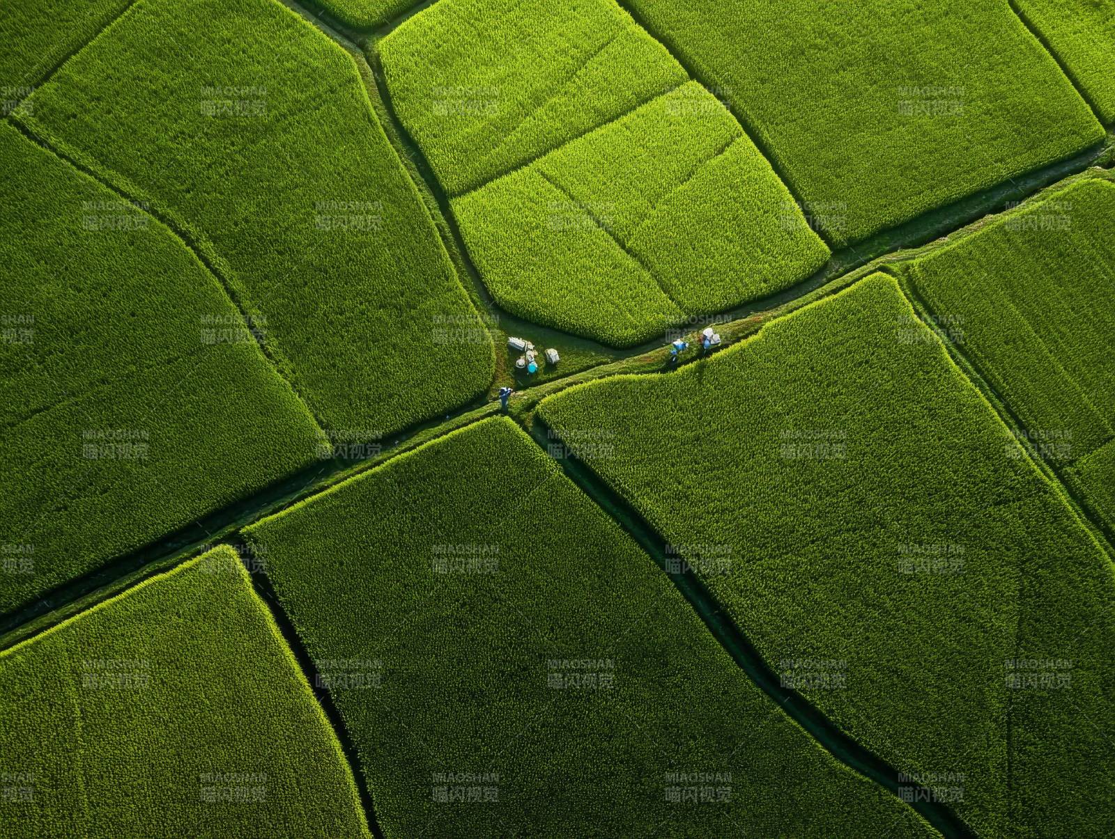 绿野田畴交汇处图片