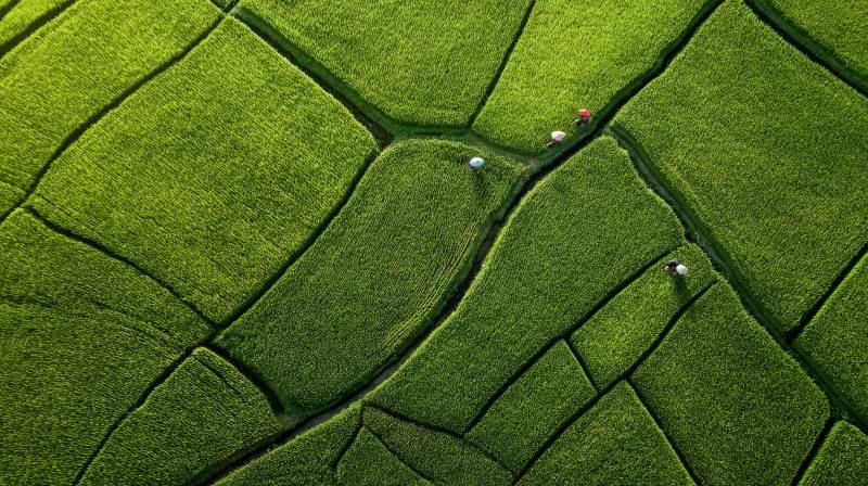 绿野田畴图图片