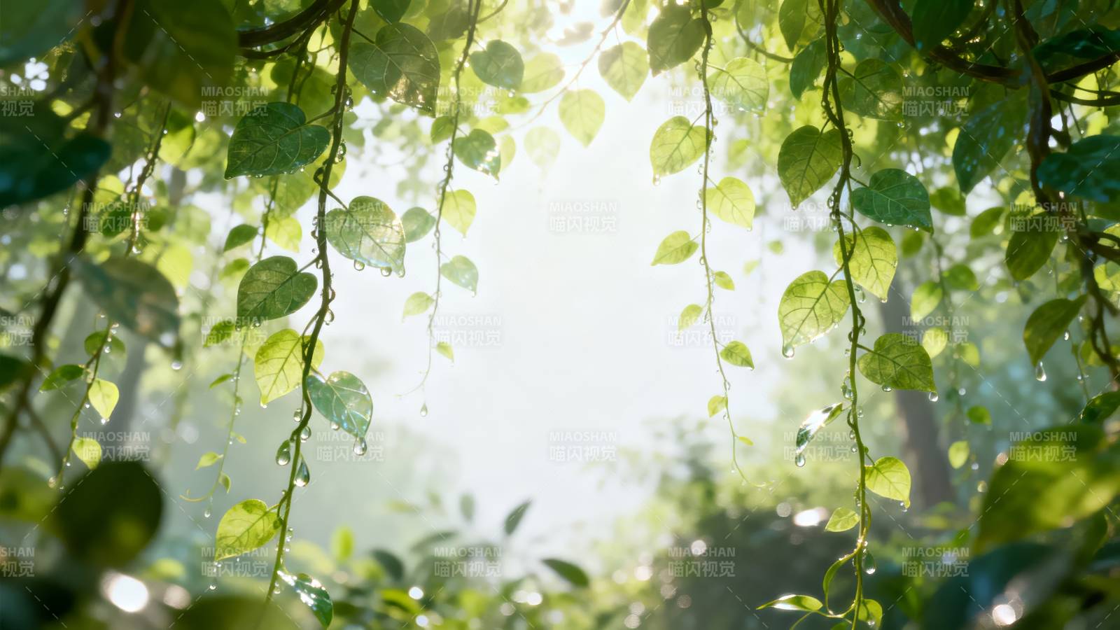 晨光穿透绿叶图片