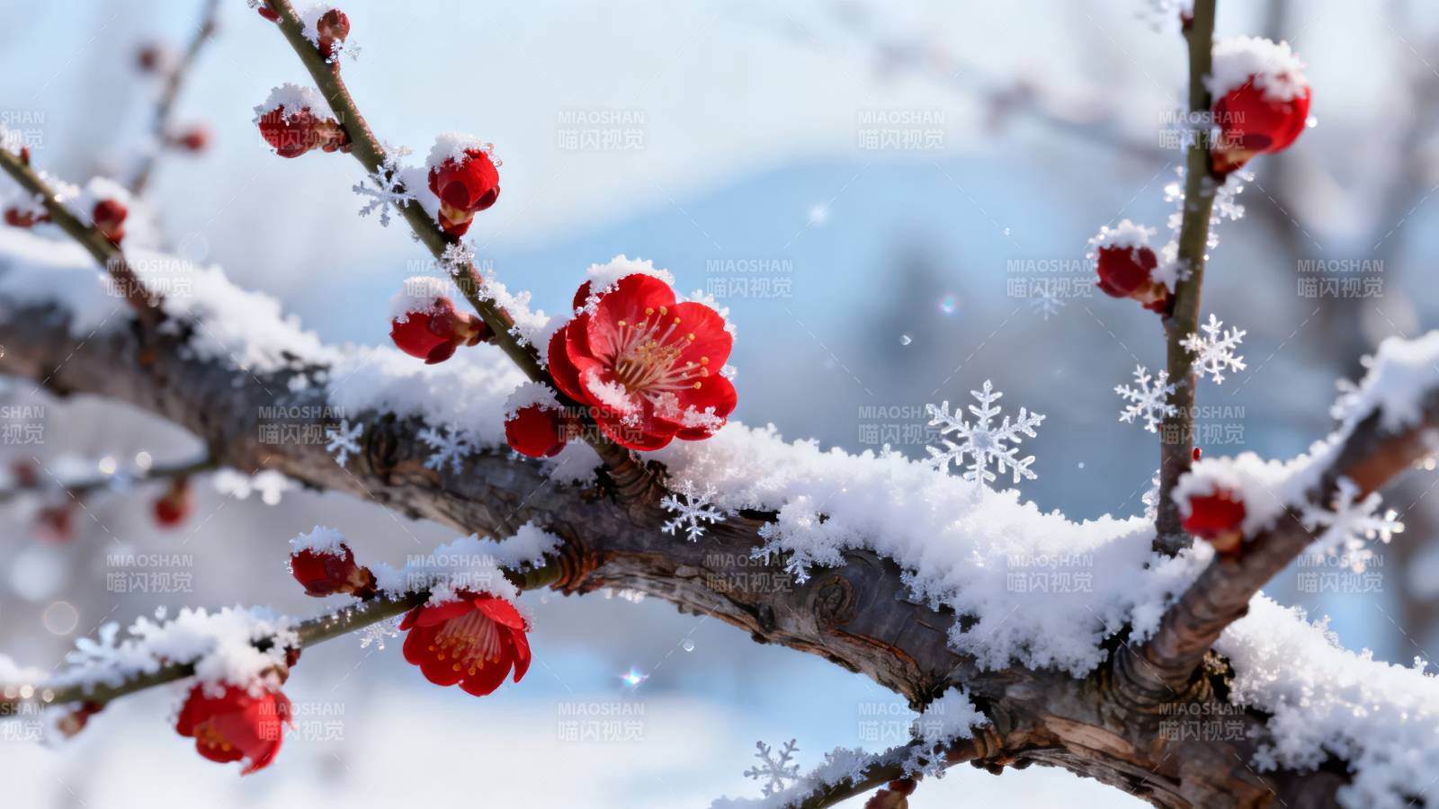 雪中红梅绽放图片