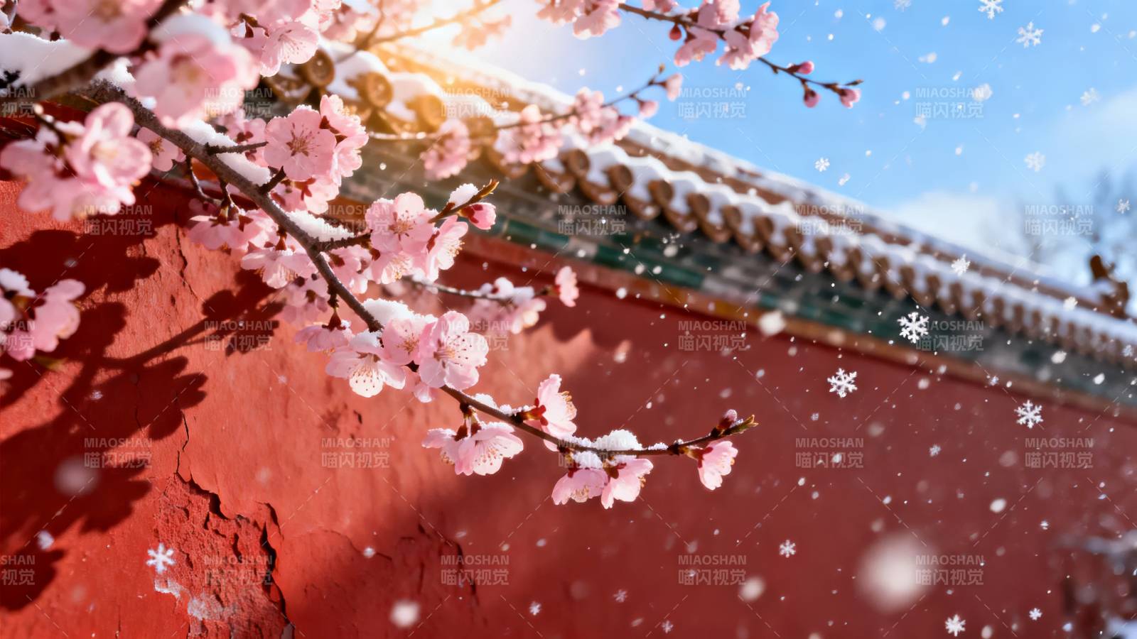 雪中樱花绽放图片