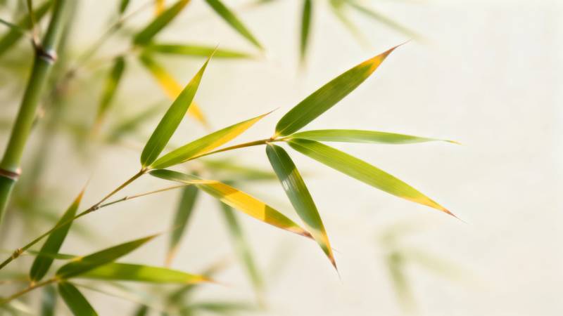 竹叶轻摇 绿意盎然图片