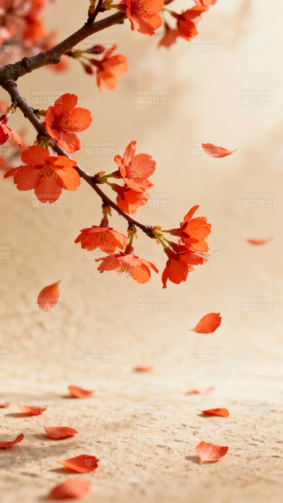 樱花飘落 春意盎然图片