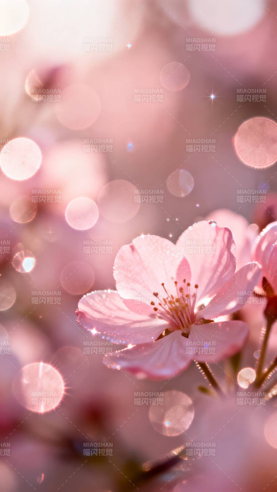 樱花绽放 春意盎然图片