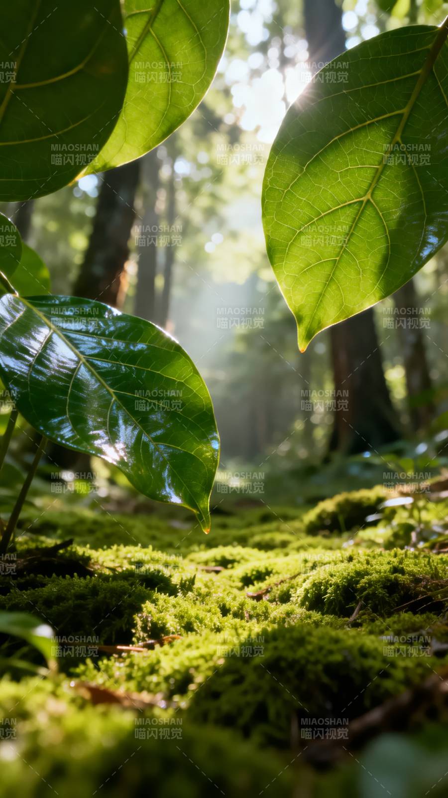 森林晨光绿意盎然图片