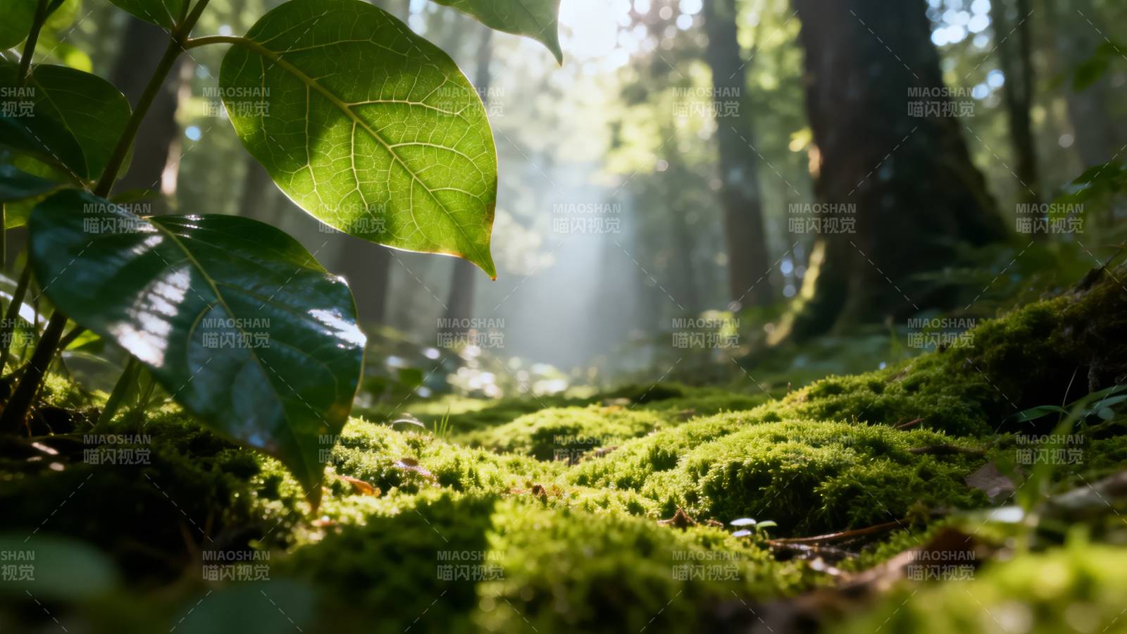 森林晨光中的绿意图片