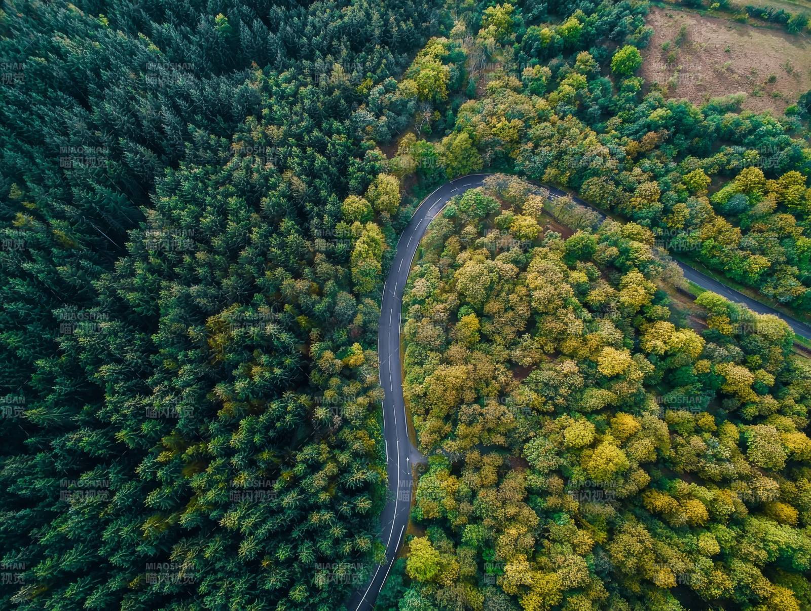 林间蜿蜒小路图片