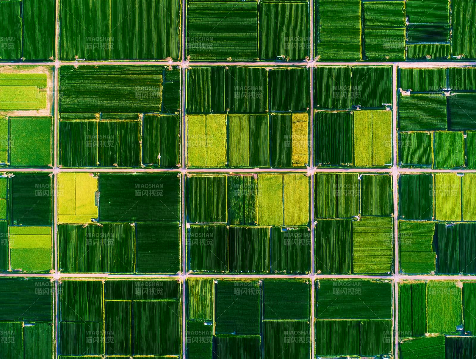 绿野方格图图片