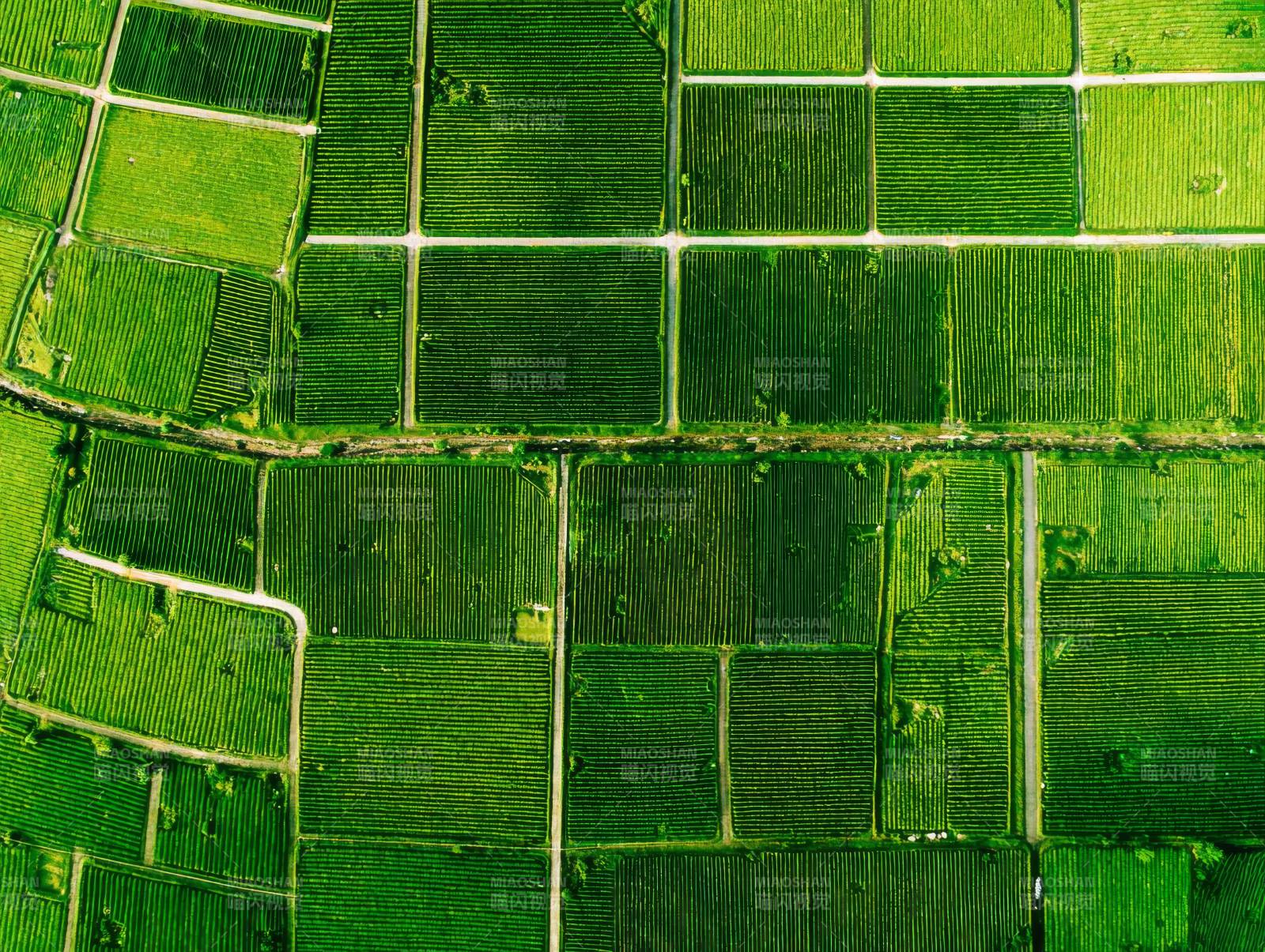 绿野方阵图片