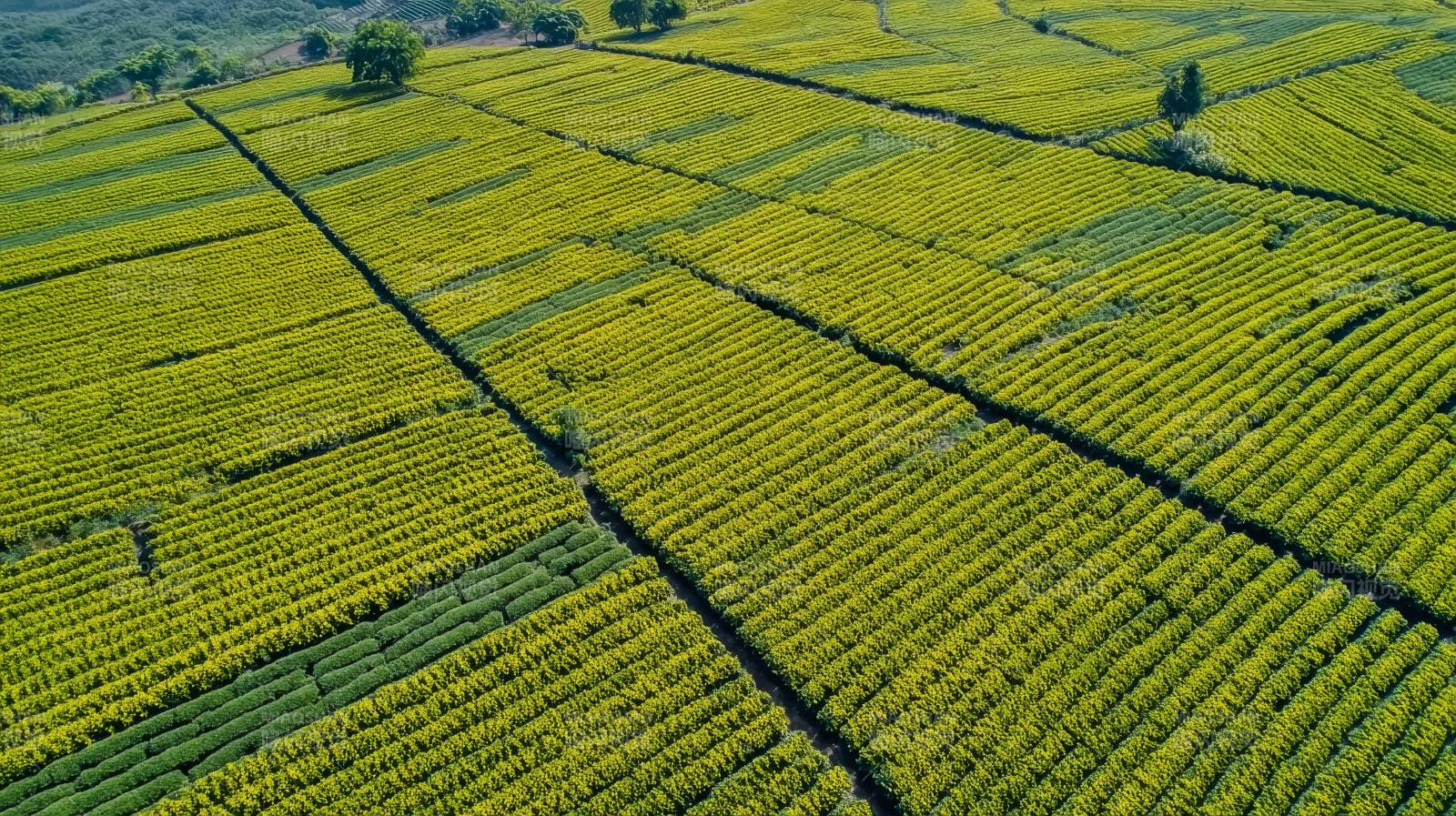 金黄田野如画图片