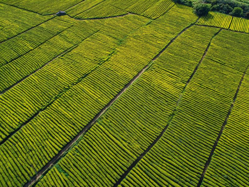 茶园俯瞰图图片