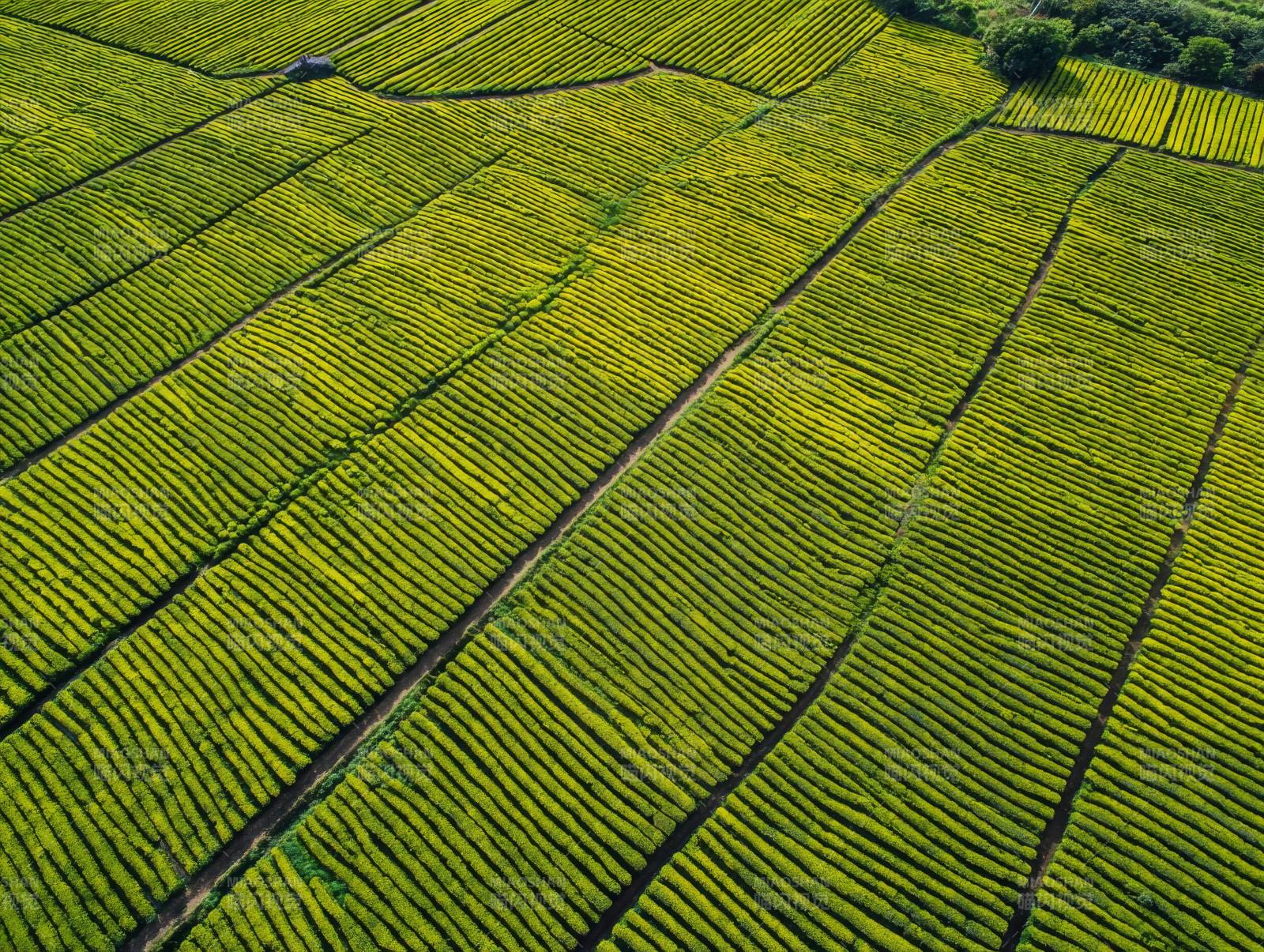 茶园俯瞰图图片