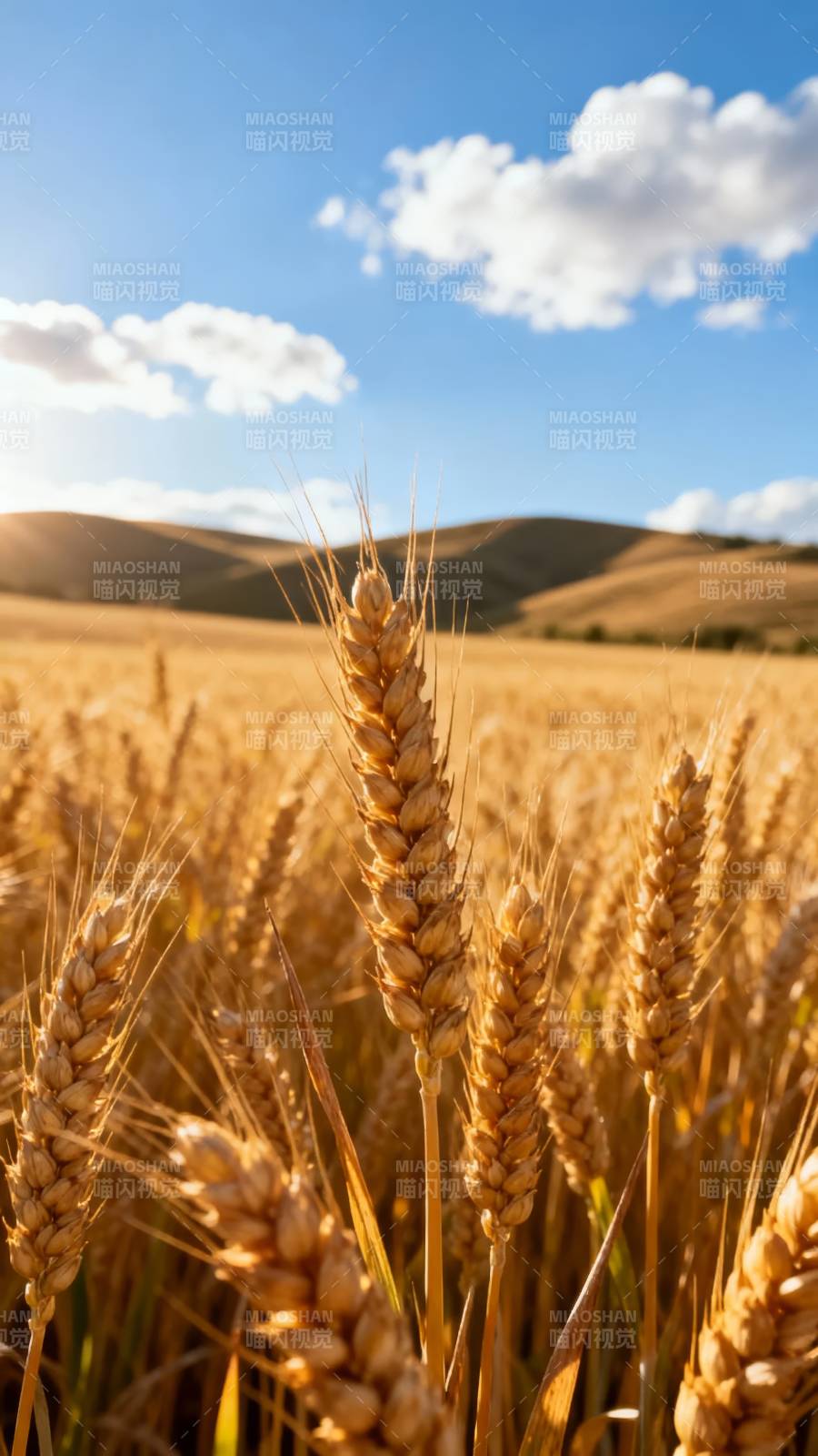 金麦迎风舞图片