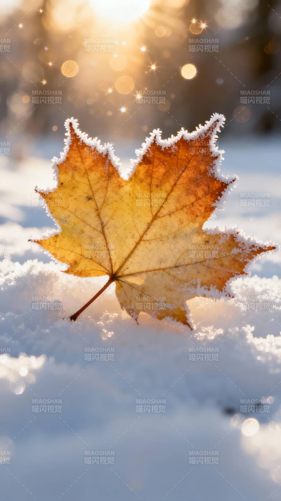 霜叶映雪光图片