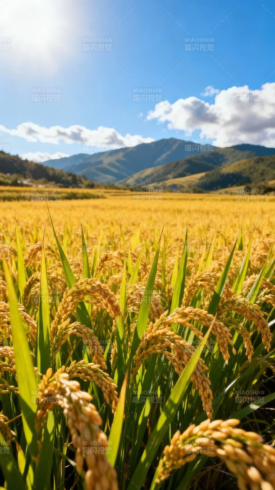 金稻迎风舞山川图片