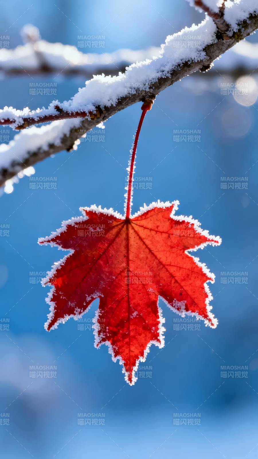 霜红叶挂枝头图片