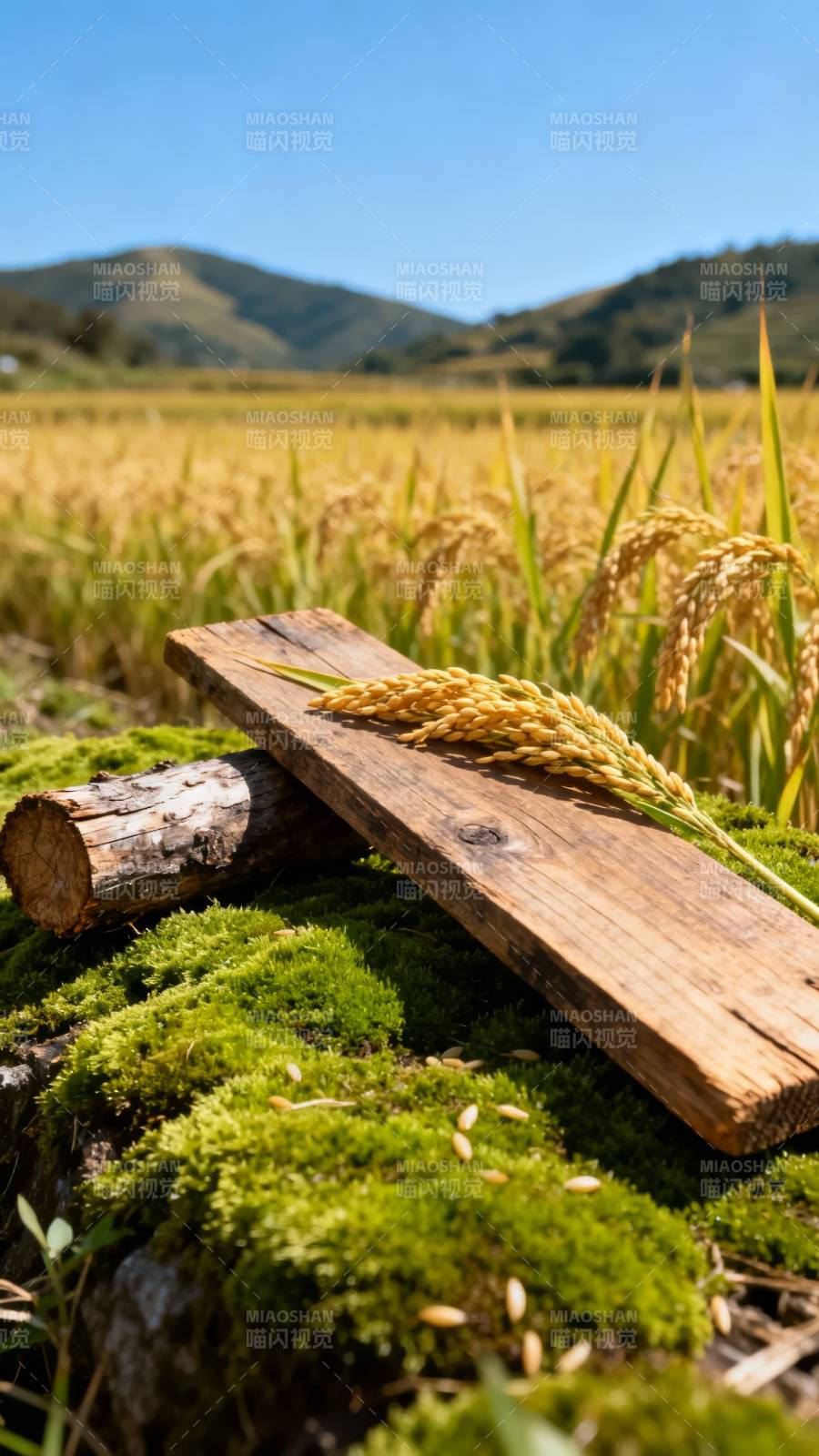 稻穗静卧木板上图片
