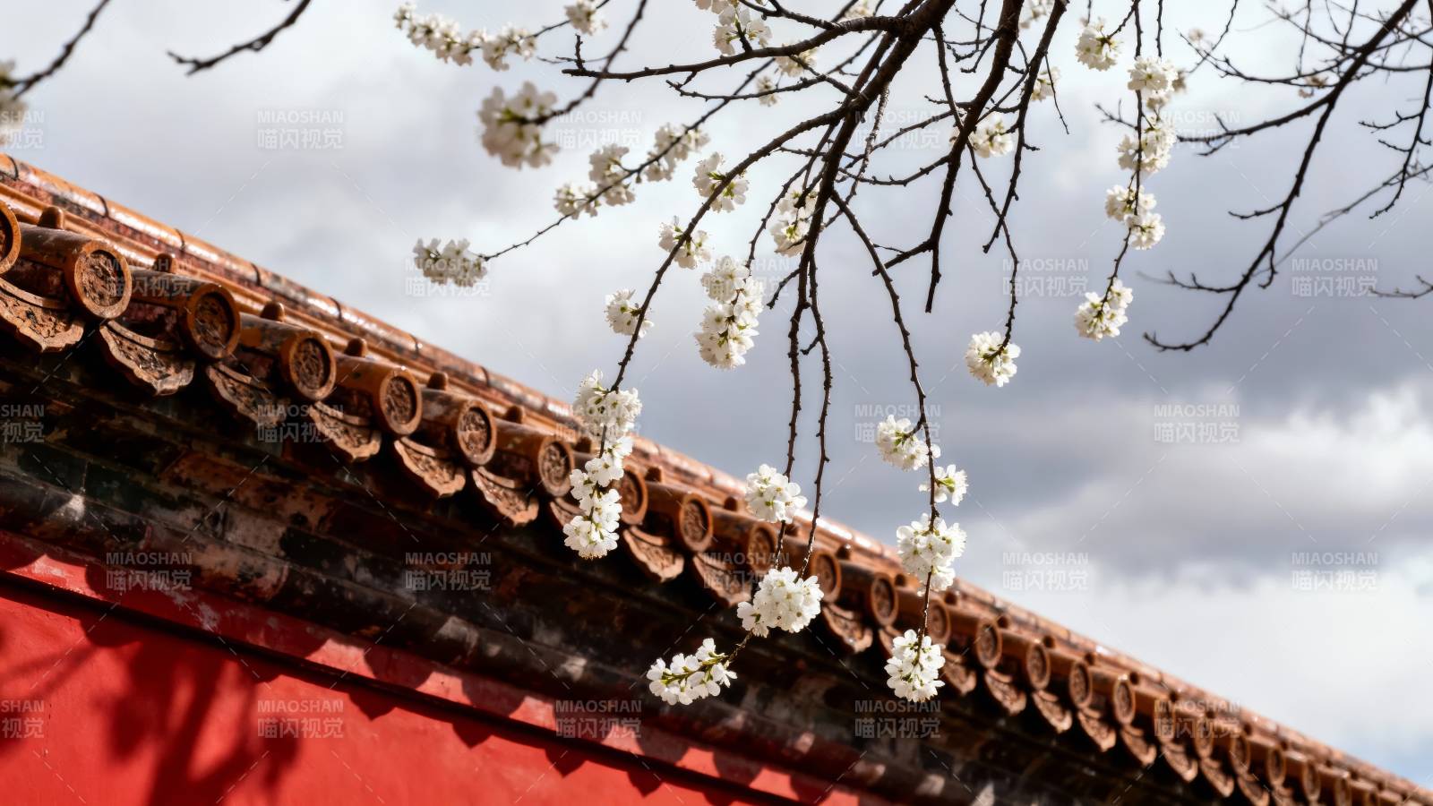 樱花映古檐图片