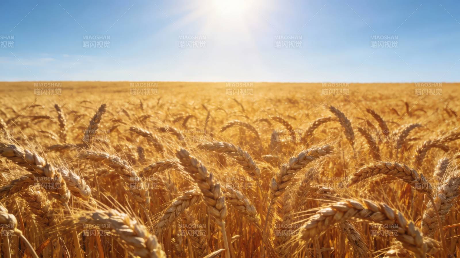 金黄麦田迎朝阳图片