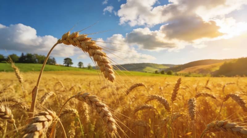 金麦飘香 丰收在望图片