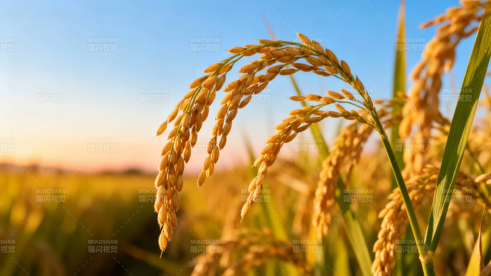 金秋稻田美景图片